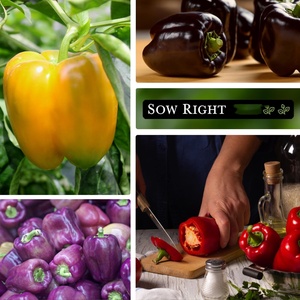 Gieo ngay gia truyền Rau tiêu gói Kit gieo hạt tiêu ngọt không GMO Bộ sưu tập Ớt chuông Đỏ sô cô la nâu Vườn Nhà - Product Image 3