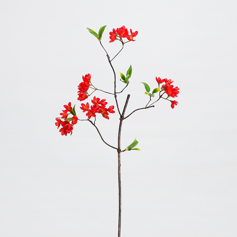Ramo di agrifoglio cinese rosso