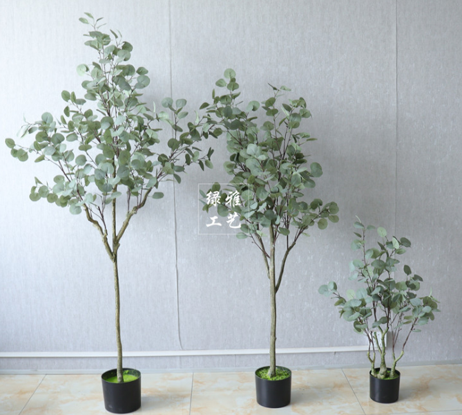 money tree60cm