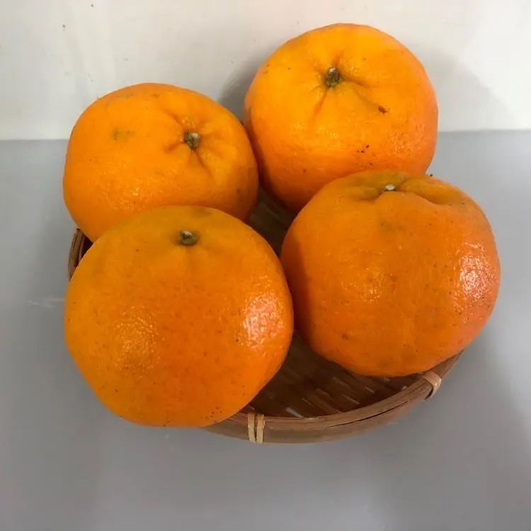 Fresh Mandarin Orange Ponkan Fruits Fresh Citrus Oranges Supplier Sweet Natural Mandarin Orange