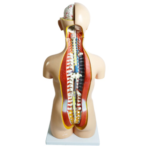 Medical Science Teaching Anatomical 85CM Life Size Removable Organs PVC Half Body <strong>Human</strong> Torso Models With 20 Parts - Product Image 3