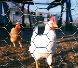 Malla perforada Hexagonal de alta calidad, red para pollos, valla para granja avícola con servicio de procesamiento de flexión, red para pollos - Product Image 5