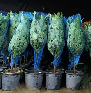 Good Selling Premium Quality <strong>Tree</strong> Plants Plastic Blue <strong>Net</strong> <strong>Cover</strong> Extruded Packing Mesh - Product Image 1