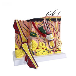 Three-Dimensional Medical Skin Tissue Structure Model <strong>Human</strong> Body Hierarchy Stratified Anatomy Magnification for Medical Science - Product Image 4