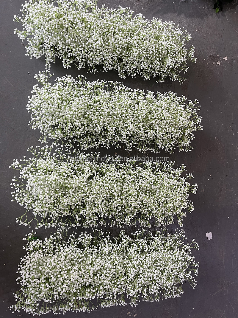 baby breath