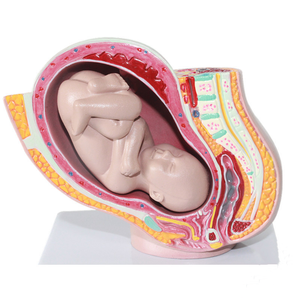 Small Pregnancy Pelvis Baby Model Female Pelvis Full-term Fetus Model Medical Science Teaching <strong>Explanation</strong> Anatomy Model - Product Image 1