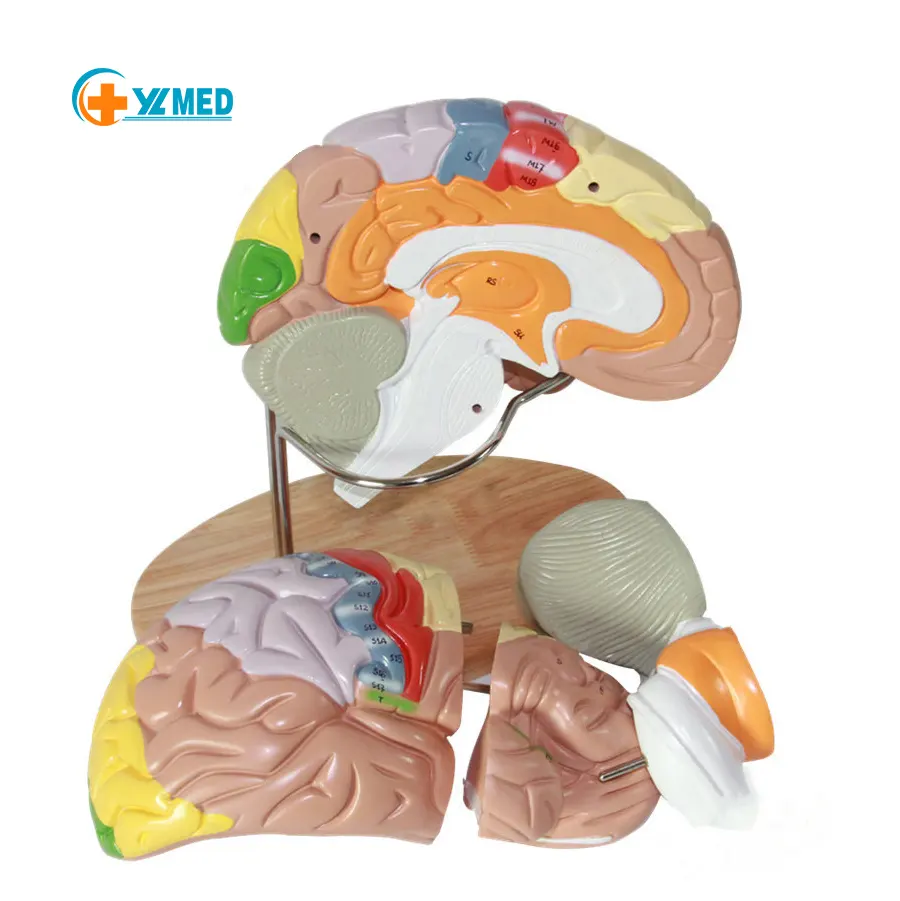 2 vezes Ampliar Modelo Humano Médico Dividido em 4 Partes para Modelo De Anatomia Do Cérebro De Cor
