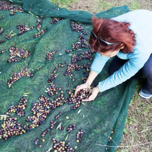 ตาข่ายคอลเลกชั่นมะกอกพลาสติก HDPE สำหรับเก็บเกี่ยวมะกอกสีเขียว110 GSM ผลไม้ทางการเกษตรที่เก็บมะกอก - Product Image 5