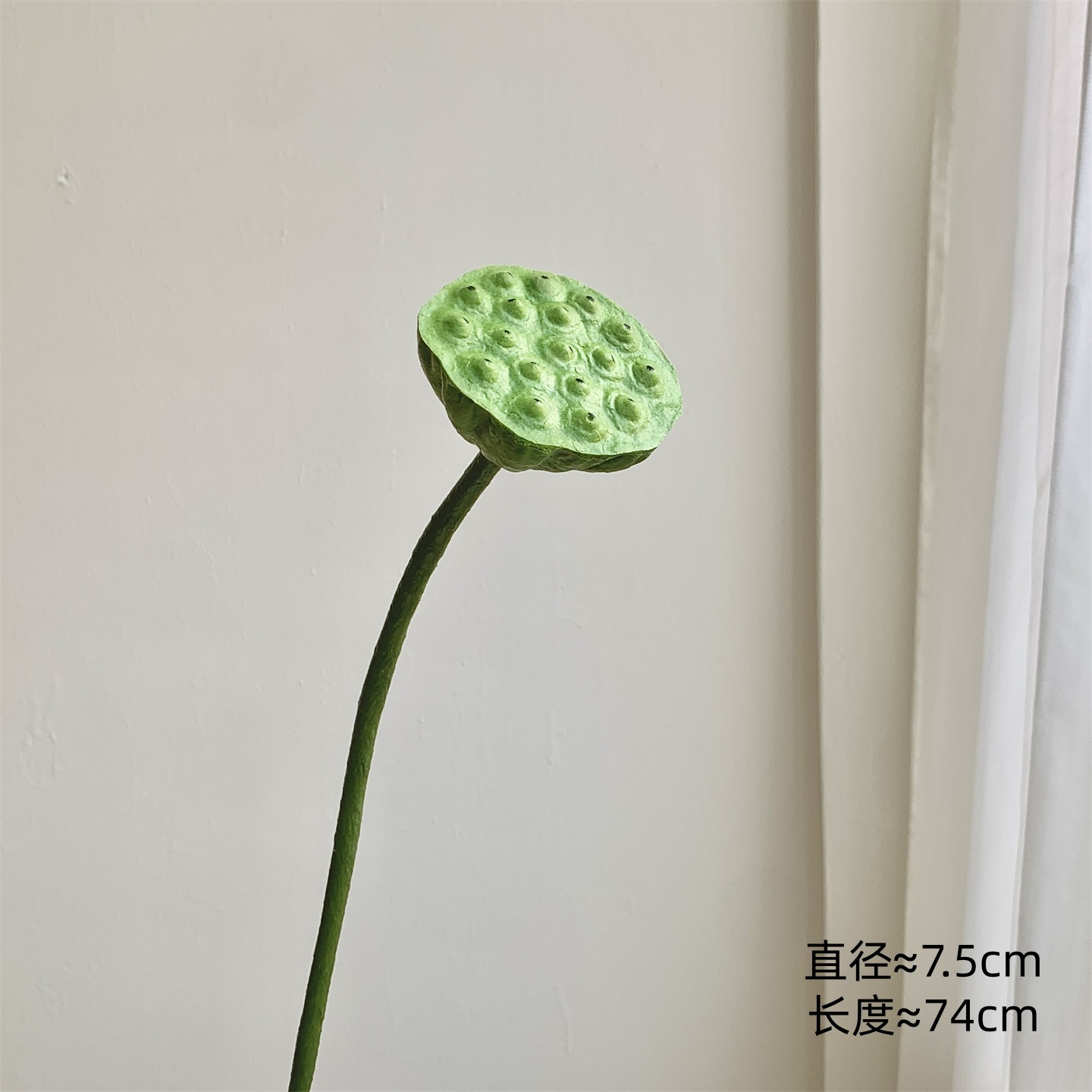 Une petite cosse de lotus