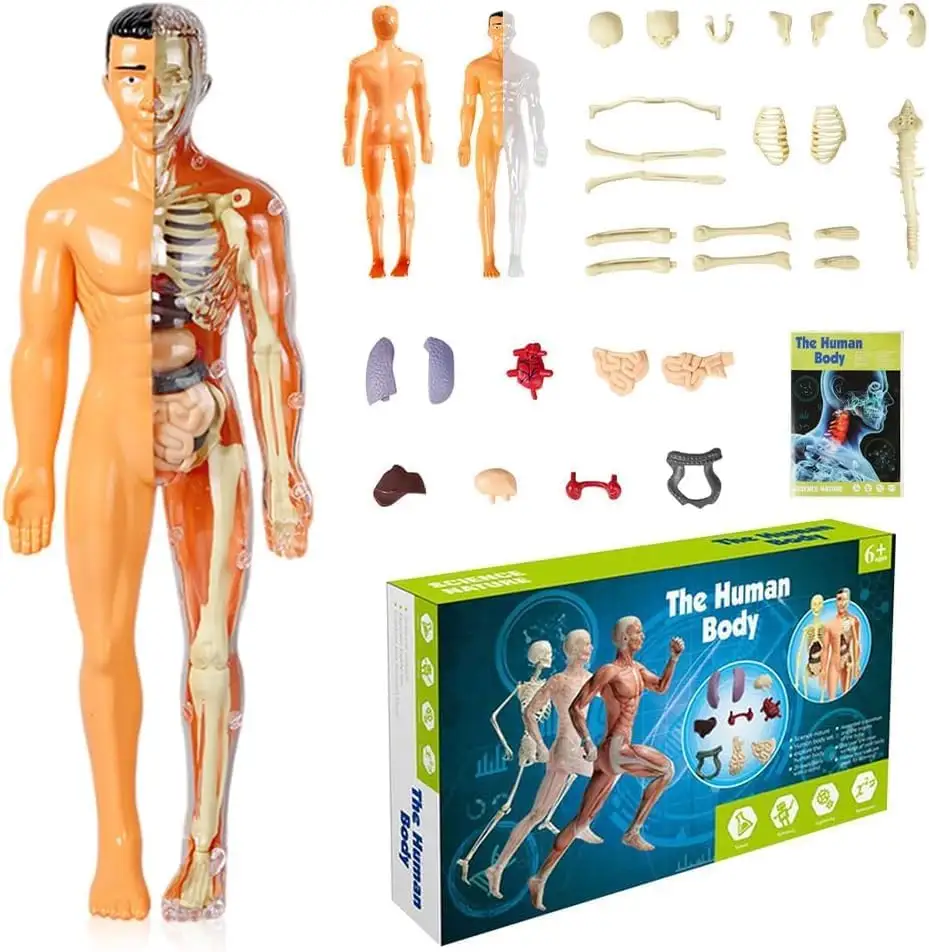 Modelo de Torso de Cuerpo Humano 3D para Esqueleto Modelo de Anatomía de Niño, Modelo de Esqueleto Humano Anatómico Científico, Juguetes Educativos de Aprendizaje