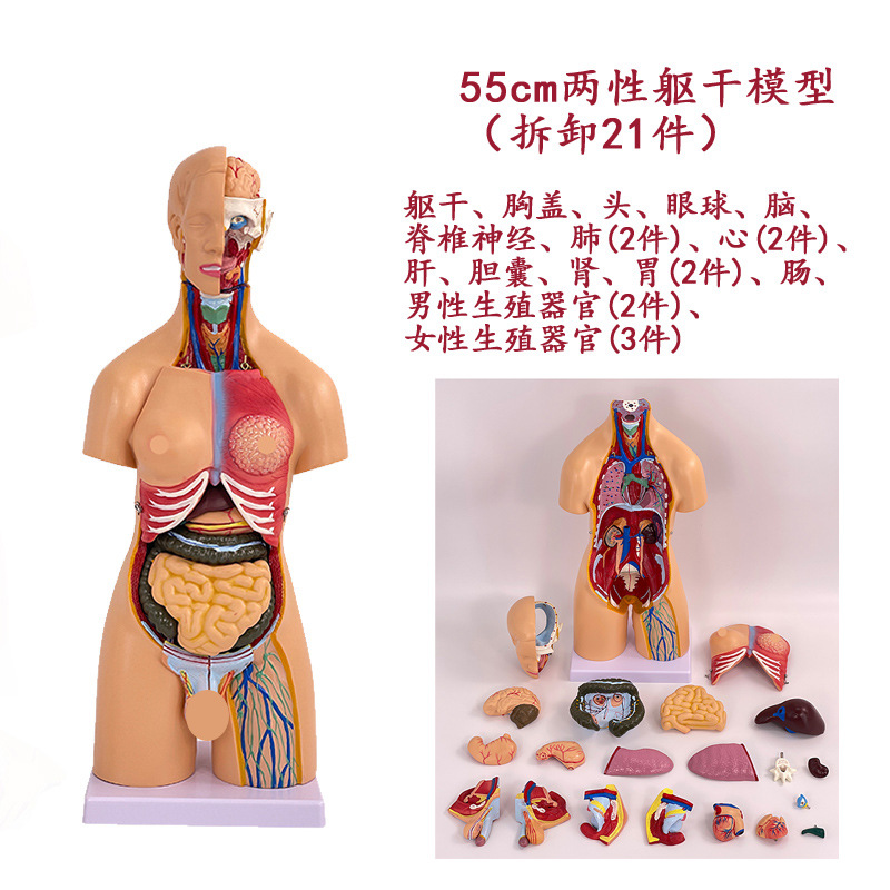 Torso hermaphrodite de 55 cm avec 21 pièces détachables