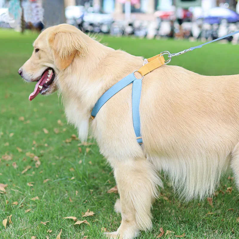 Pet Dog Harness Set Custom Sublimation Gradient Color Pet Harness Adjustable Luxury Pet Dog Harness And Collar Leashes Set