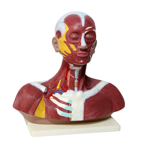 New Style <strong>Human</strong> Head and Neck Muscle Model for Education Model - Product Image 1