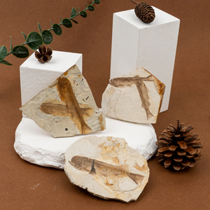 Exhibición de piedra preciosa al por mayor piedra popular de ciencia fósil de pez Lycoptera para Decoración - Product Image 2
