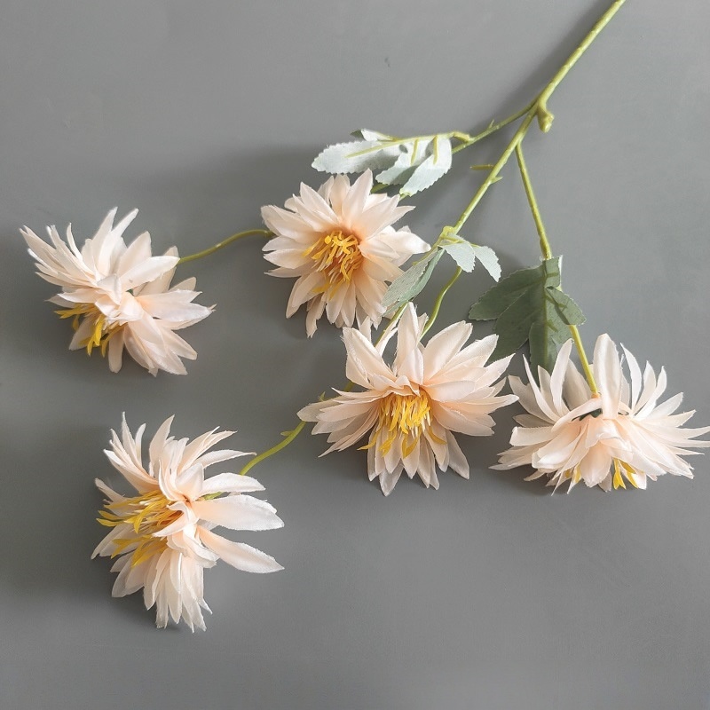 Chrysanthème sauvage