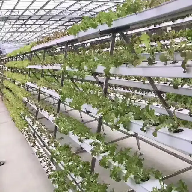 Invernadero de vidrio Plantación Agricultura vertical NFT Sistemas de cultivo hidropónico Diseño de invernadero chino