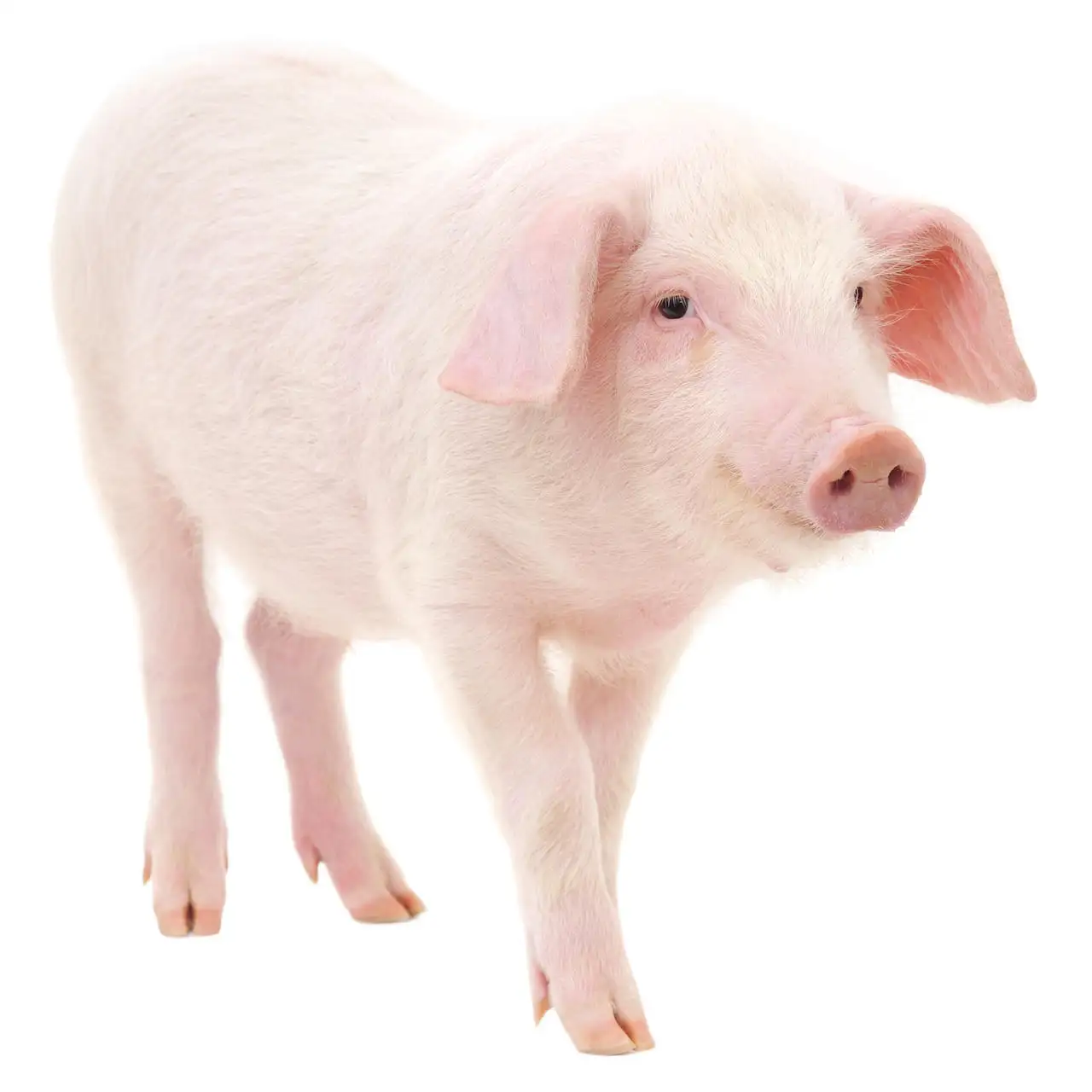 High Protein Growth Booster Fördert Schweine futter zusätze mit Körper gewicht