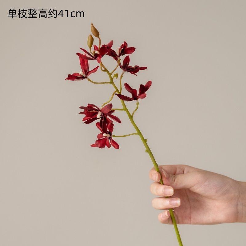 Une tige de Dendrobium nobile en pleine floraison