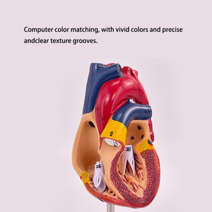 2025ใหม่โมเดลหัวใจกายวิภาคขนาดเท่าจริง2ส่วนสอนทางการแพทย์ของ Krc - Product Image 4