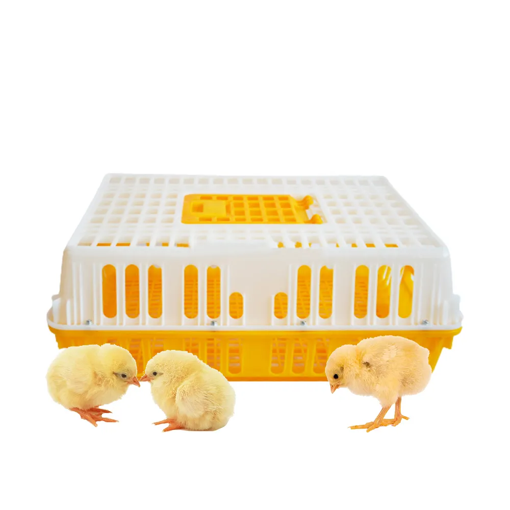 Ördek kat, Broiler tavuk kafesleri kutusu taşıma katlanabilir pil plastik ev gösterisi Modern kümes hayvanları çiftlik hayvan açık sarı