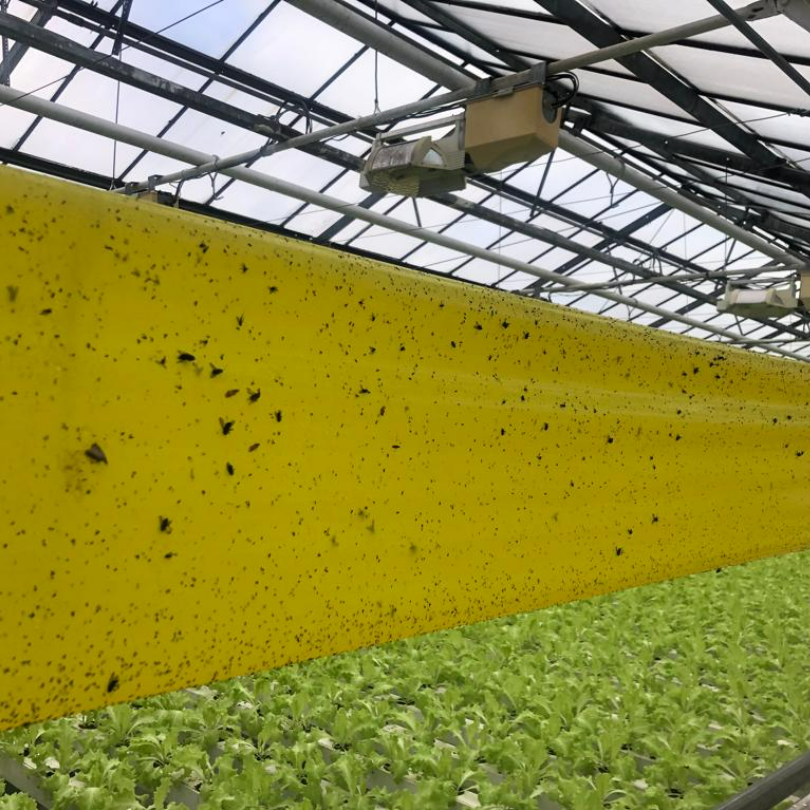 สีเหลือง