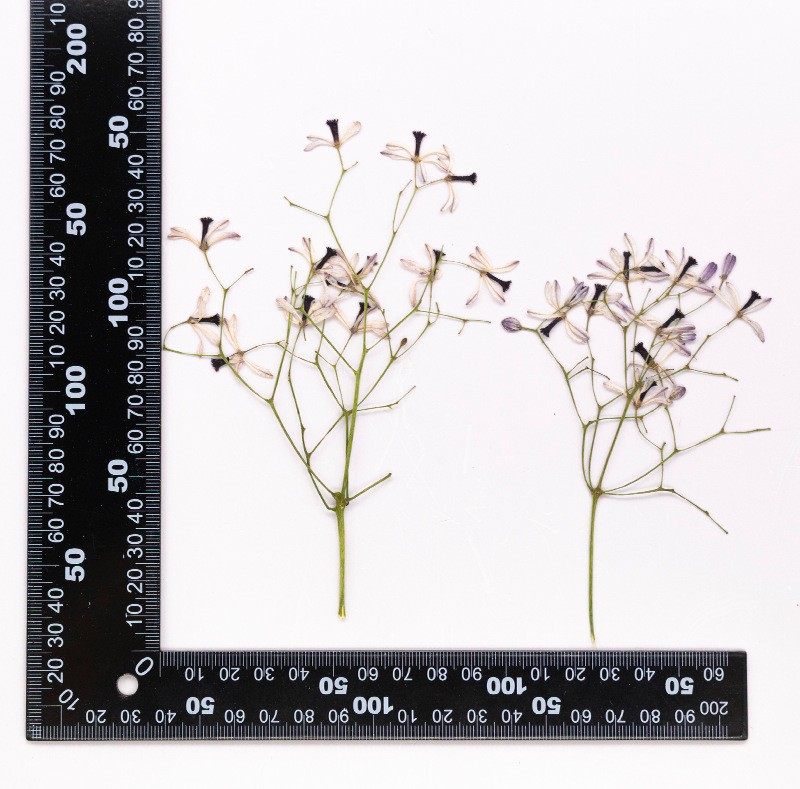 MH720 Kulianshuhuazhi Violet naturel