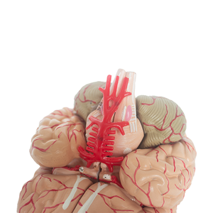 Medizinische Lehre Human Anatomy Brain Model mit Arterien PET-Material - Product Image 2