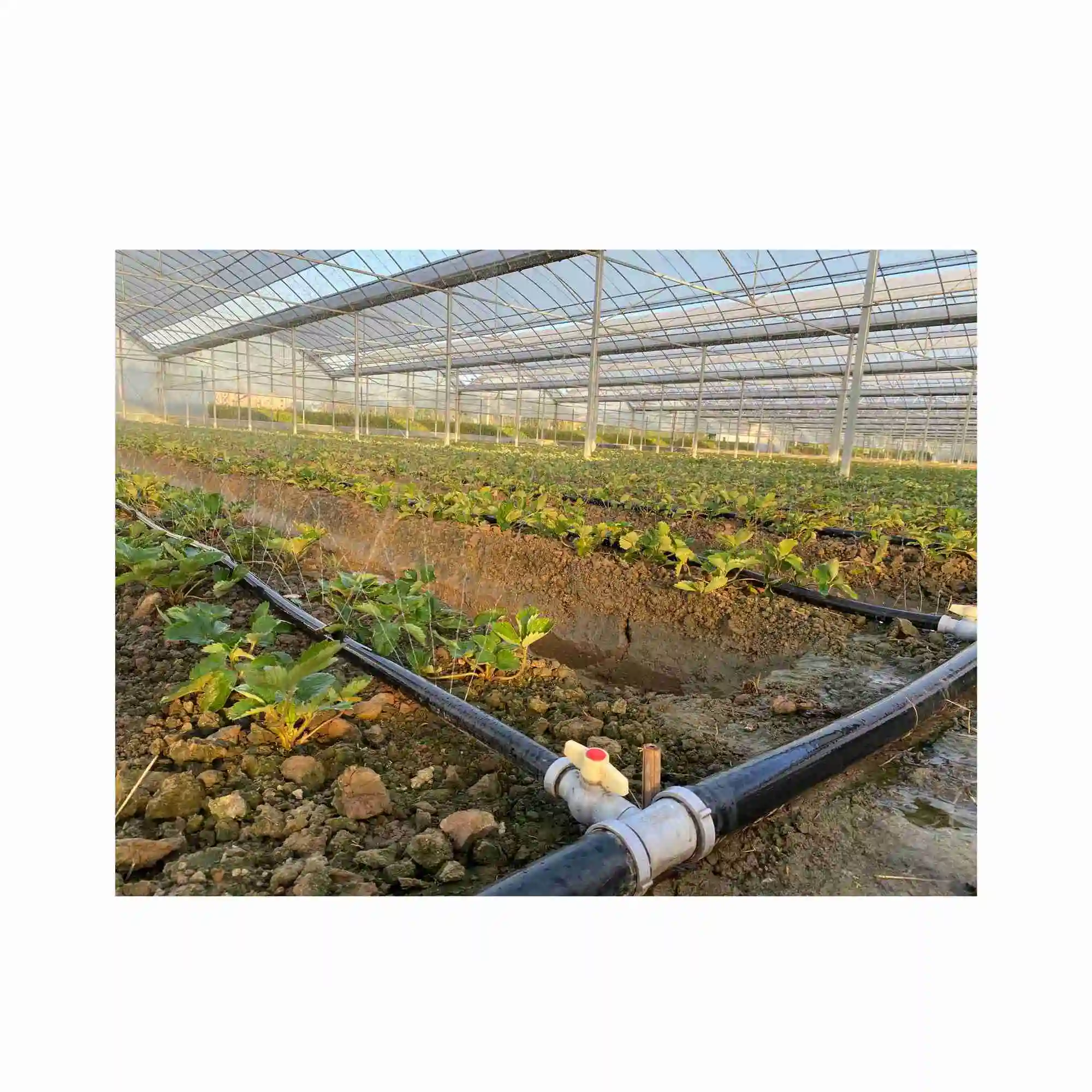 Tubo de spray de irrigação, fonte de fábrica, tubo de chuva para agricultura, mangueira de jardim, tubo de plástico flexível