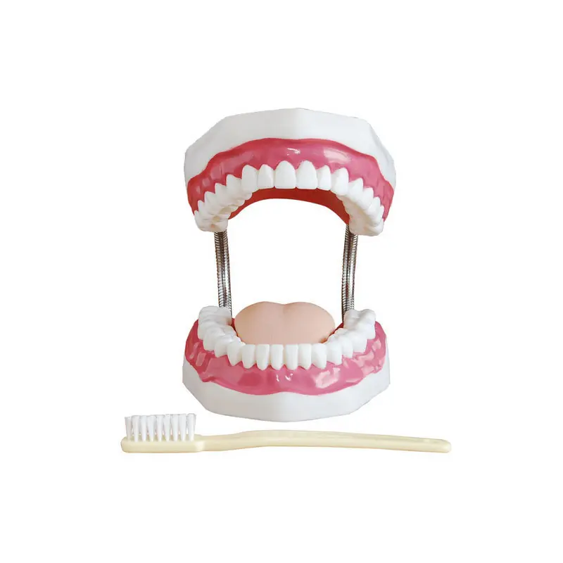 Gran oFerta De ciencia médica, modelo de cuidado Dental de 32 dientes con paladar de lengua de dientes de goma