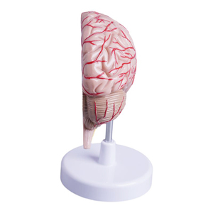 İnsan beyninin sağ yarısında beyin damarlarının ve kraniyal sinirlerin anatomik modelini öğretmek - Product Image 2