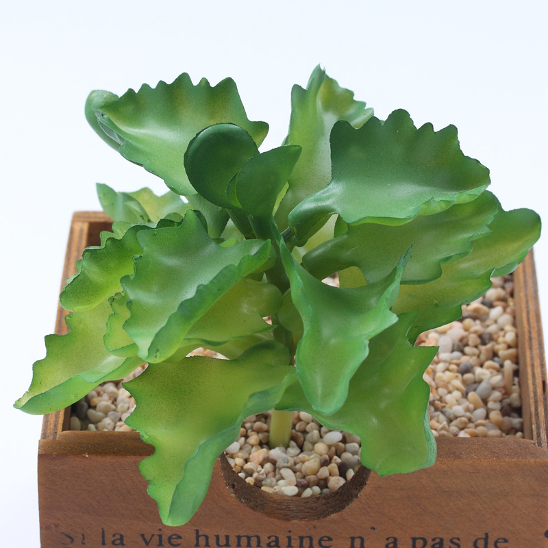 Colorful---Longevity leaves