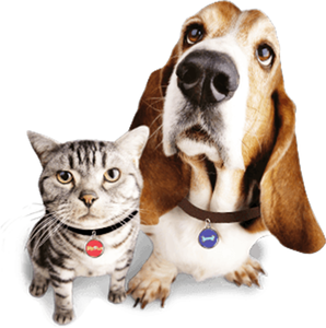 RFID NFC findet haustier hund tier tag anti-verloren pet QR Code 213 Epoxy tag für Dog Cat - Product Image 1