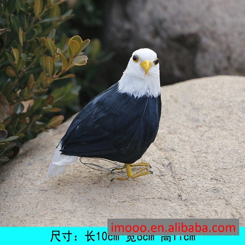 Aigle chauve