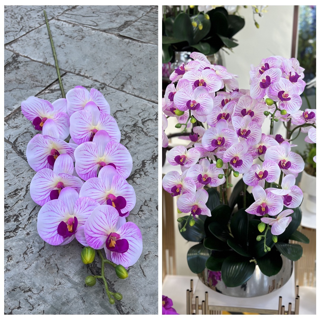 Violet blanc