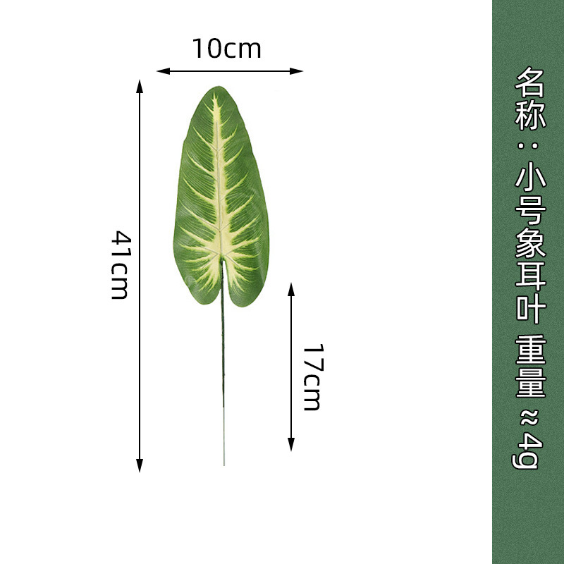 Small size elephant ear leaf
