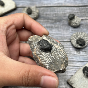 Venta al por mayor de organismos marinos naturales fósiles Marruecos Trilobita fósil para la divulgación de la ciencia - Product Image 5