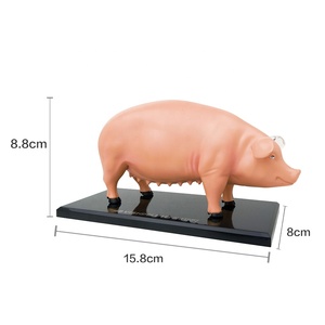 4D Master kabarık domuz anatomi modeli kök biyoloji şekil 4D görüş plastik montaj çiftlik hayvan bilim mühendislik oyuncaklar için Set - Product Image 2