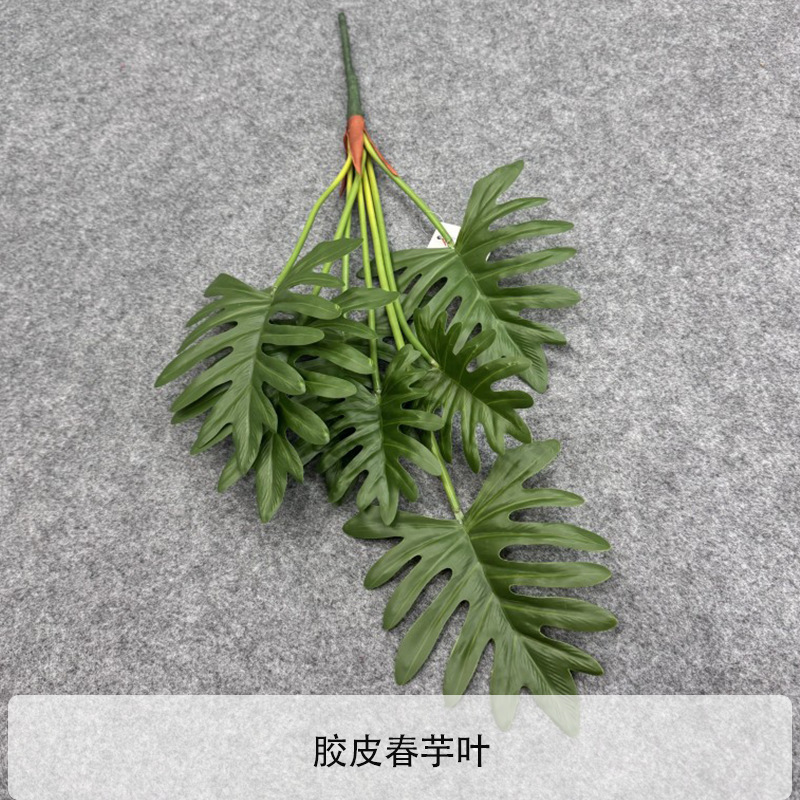 Film de feuilles de taro