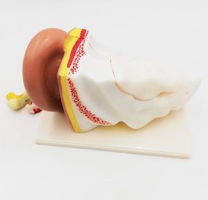 GelsonLab HSBM-197 Insan Kulak Modeli plastik kulak modeli 3 kez 5 parça öğretim kulak modeli - Product Image 6