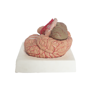 Medizinische Lehre Human Anatomy Brain Model mit Arterien PET-Material - Product Image 3