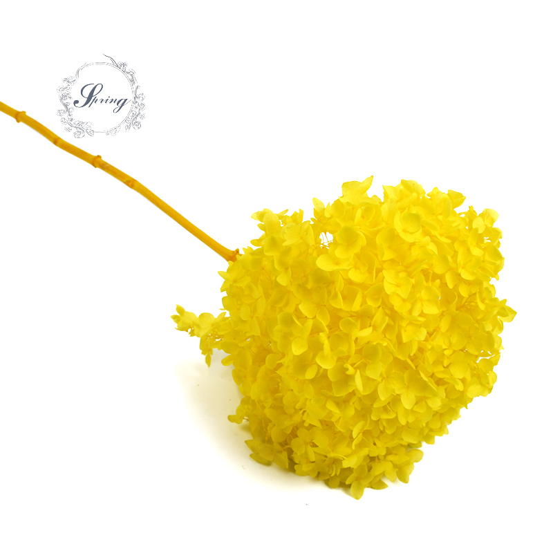 Giallo