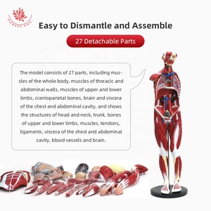 筋肉モデル人間85CMPVC素材人間の男性の胴体モデルの筋肉図筋肉 - Product Image 3