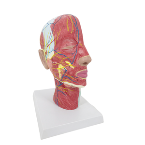 ADA a Model of <strong>Nerve</strong> with Blood Vessels Attached to the Midsagittal Section of the Head and Model of Head, Face, Neck Anatomy - Product Image 2
