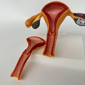 Kapak Uterus ve genital üreme organı modeli jinekoloji simülasyonu ile KyrenMed İnsan dişi Normal Uterus yumurtalık modeli - Product Image 6