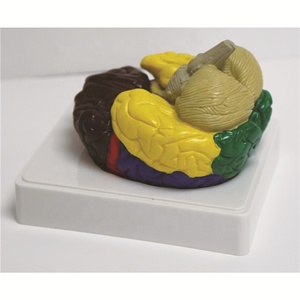Hochwertiges PVC anatomisches buntes menschliches Gehirn modell medizinisches Modell - Product Image 6