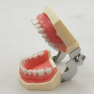 28 <strong>Tooth</strong> Dental Model Soft Gums Anatomical Medical Science Model Resin PVC Material Screw-<strong>Fixed</strong> Removable <strong>Teeth</strong> Free Screwdriver - Product Image 4