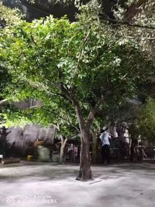 Şekil ağaçları profesyonel üreticisi yapay büyük zeytin ağacı büyük zeytin ağacı düğün film sahneler dekorasyon için - Product Image 6