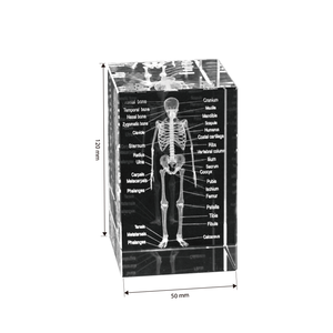 Bán Buôn Thấp Moq <span class=keywords><strong>3D</strong></span> <span class=keywords><strong>Laser</strong></span> Khắc Pha Lê Cube Pha Lê Thủ Công Y Tế Cơ Quan Bên Trong Cho Y Tế Trường Thiết Bị Giảng Dạy - Product Image 6