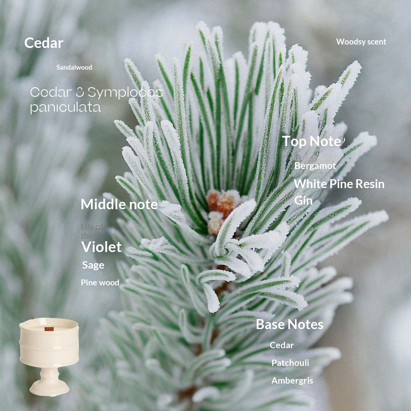 White Cup - Cedar White Sandalwood