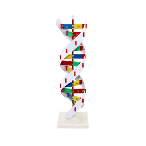 Modelo de estructura de ADN 3D, modelo educativo de biología plástica, estructura de ADN genética, juguete, modelo de estructura de doble hélice de ADN - Product Image 1